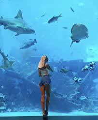 Under The Sea What Do You See Credit Ksu Mutik Sea Aquarium Sea Singapore Resorts