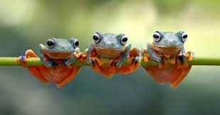 A word copy of the quiz is available here: Into How Many Orders Are Amphibians Trivia Answers Quizzclub