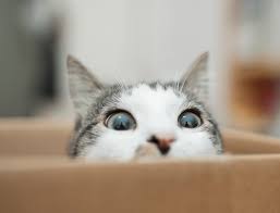 Like the siamese, they are known for their ability to communicate vocally. How Long Do Siamese Cats Live Avoderm