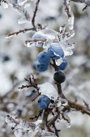 A Very Late Harvest Winter Scenery Winter Photography Winter Beauty