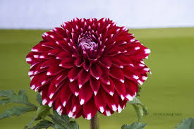 Image result for Dahlia sp. (cultivar)