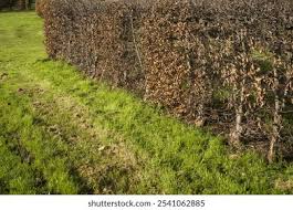 Image result for hornbeam hedge in winter