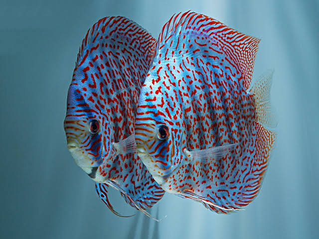 Blue Mosaic Leopard Discus, Proven Breeding Pair – Discus.com