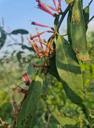 Image result for Tapinanthus