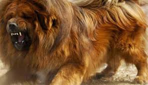 Most Expensive Dog In The World Top 10 Tibetan Mastiff Expensive Dogs Most Expensive Dog