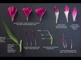 A Level Core Practicals Flower Dissection Youtube