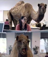 It's a free online image maker that allows you to add custom resizable text to images. Hump Day Camels Blank Template Imgflip