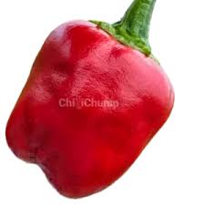 Image result for Capsicum baccatum
