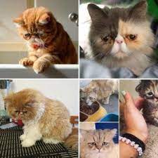 galeri kedi galeri