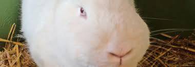 Geschlechtsreif kaninchen, geschlechtsreif jungen, geschlechtsreif hunde, geschlechtsreif schildkröten, geschlechtsreif kater, geschlechtsreif englisch, geschlechtsreif meerschweinchen, geschlechtsreif katzen, geschlechtsreif zwergkaninchen, geschlechtsreif hasen. Was Die Zibbe In Stimmung Bringt Tierwelt