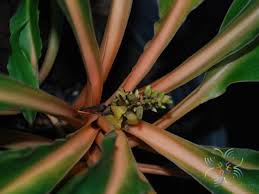 Image result for Chlorophytum filipendulum