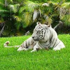 Zoo Miami Miami Florida United States Photos Harimau Putih Kucing Besar Harimau