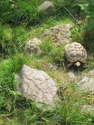 Freigehege Fur Griechische Landschildkroten Landschildkroten Freigehege Griechische Landschildkrote