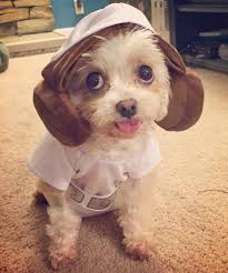 The Daily Cute May The Fourth Be With You Cute Dogs Animals Pets