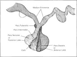 anterior pituitary hormone an overview sciencedirect topics