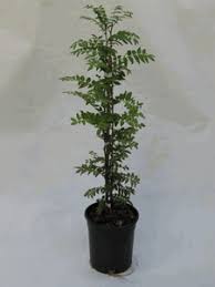 Buy the best and latest peppercorn plant seeds on banggood.com offer the quality peppercorn plant seeds on sale with worldwide free shipping. Japanese Pepper Tree