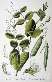 Image result for Pisum sativum