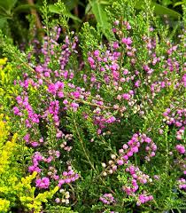 Image result for Calluna vulgaris