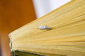 How To Help Get Rid Of Silverfish Terminix