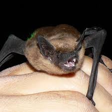 Beetles, bugs, birds and more: Bats Can Rest Easy In Arizona Literally Local Azdailysun Com