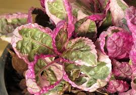 They would also enjoy a nice misting now and again to add humility and moisture to the air. Snow White Waffle Plant Hemigraphis Terrarium Fairygarden Houseplant 2 5 Pot Walmart Com Walmart Com