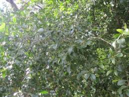 Image result for Pleurostylia capensis