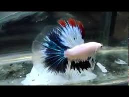Pada kesempatan kali ini kita akan belajar dari mana sebenernya warna avatar ini tercipta dan kenapa bisa harganya mahal. Ikan Laga Cupang Cantik Youtube