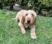 Image result for štýrský brakýř