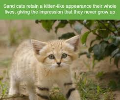 21 Crazy Animal Facts That Prove You Learn Something New Everyday Animal Crazy Everyday Facts Learn Prove Weird Animals Animal Facts Funny Animals