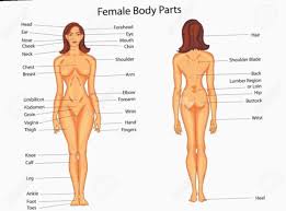In what way does physiology depend of anatomy? Pin On Drawing Body