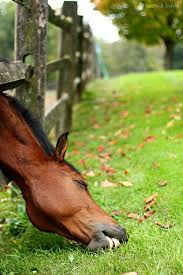 The Grass Is Always Greener On The Other Side Of The Fence Story Grass Is Greener Animals Beautiful Beautiful Horses Horses