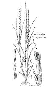 Image result for Hainardia