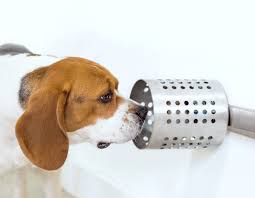 I have heard that bone cancer is quite painful but i cancer can cause pain in dogs, although dogs may not show signs of discomfort until the cancer is. Study Shows Dogs Can Accurately Sniff Out Cancer In Blood
