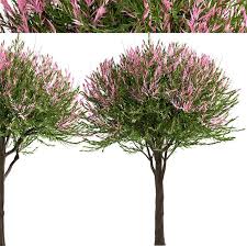 Find the perfect bush willow stock photo. Salix Integra Dappled Willow Set Of Trees 3d Model Download 3d Model Salix Integra Dappled Willow Set Of Trees 114213 3dbaza Com
