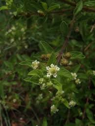 Image result for Lippia oatesii