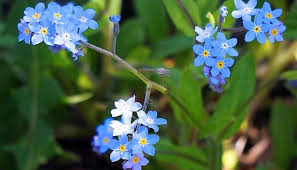 Others make use of online flower services to send their. Forget Me Not Flower Meaning Symbolism And Colors