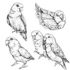 1000 lovebirds stock images photos vectors shutterstock. 24 Ide Pointilism Sketsa Gambar Lukisan