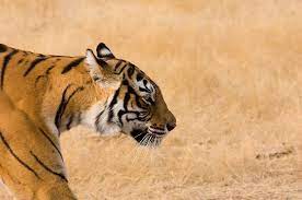 Tiger Side Face Tiger Wallpaper Tiger Pictures Tiger Face