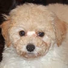 Bichon poodle (bichon poo), also known as a poochon or a bichpoo, is a designer dog that's created by crossing the bichon frise and the poodle. Bichon Poo Puppy Heavenly Puppies