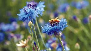 It is a perennial plant that appeals to the honeybee. Blue Flowers Are Best For Bees Garden Gate