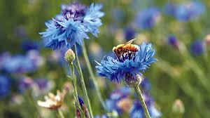 Planting herbs that attract honey bees is something that anyone can do. Blue Flowers Are Best For Bees Garden Gate