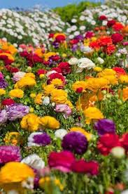 Pin By Kaltrina Ibraimi On Imagini Deosebite Beautiful Flowers Flower Field Colorful Flowers