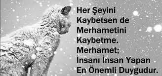 Merhamet Hayvan Kedi Guzel Soz