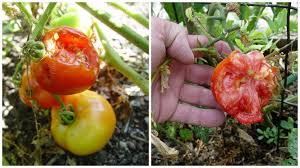 Save money and see results with this concoction that will help with fungi and mildew, such a. 10 Things That Go Wrong With Tomatoes And How To Fix Them Pennlive Com