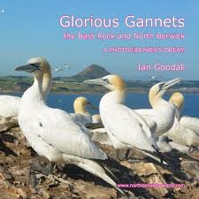 He was so thoughtful, curious and 100% daddy's little boy. Glorious Gannets The Bass Rock And North Berwick A Photographer S Dream Goodall Ian 9781508502999 Amazon Com Books