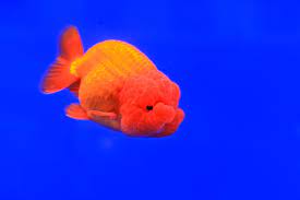 Ranchu Goldfish Care Diet Setup Size More Build Your Aquarium