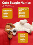Beagle Names - 200 Great Ideas For Naming Your Beagle