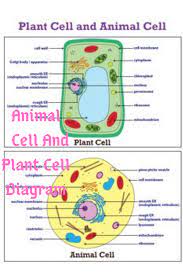 Animal Cell And Plant Cell Diagram Animal Cell Plant And Animal Cells Science Cells
