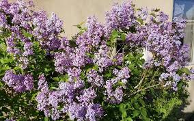 She passed in a hospice home overlooking the ocean surrounded by her family. Honoring The Dead With Plants And Flowers On Memorial Day East Idaho News