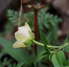 Image result for Ludwigia octovalvis